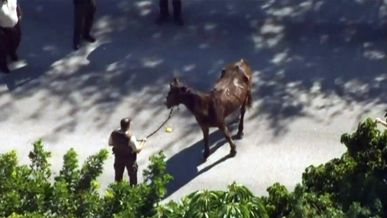 1af85a38-horse-cruelty_1479949935082-402429.jpg