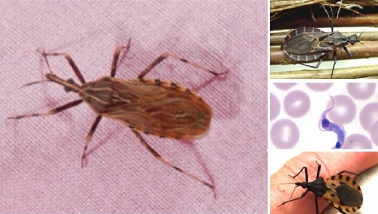 f6175785-kissing bug_1448330615511.jpg