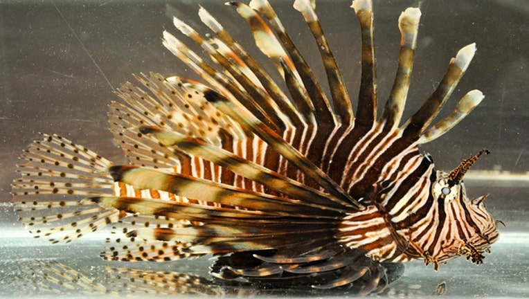 lionfish_1460673011321-401385.jpg
