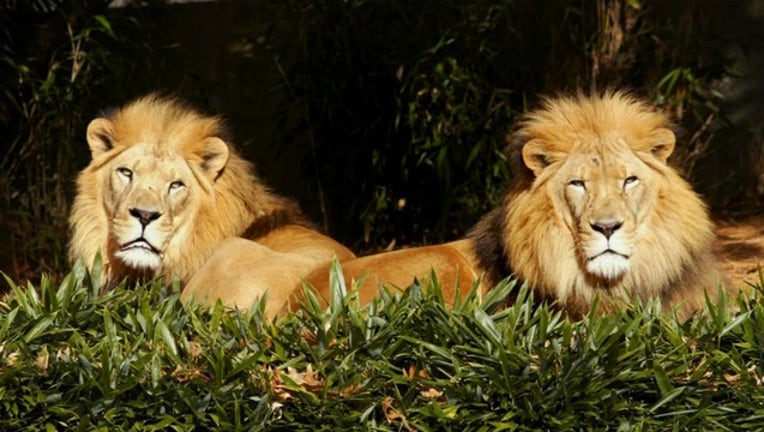 2a1f68bc-lions_1561387358745.jpg