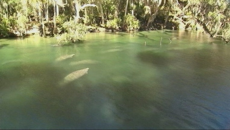 d129b35b-manatees_1448311448315-402429.jpg