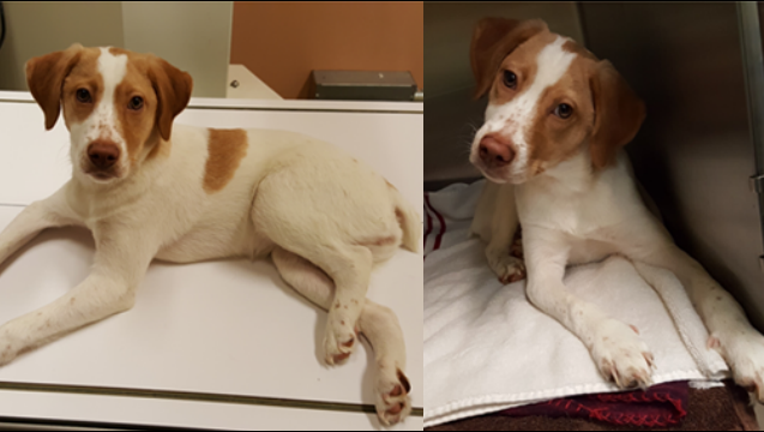 missing dog_1493842344952.PNG