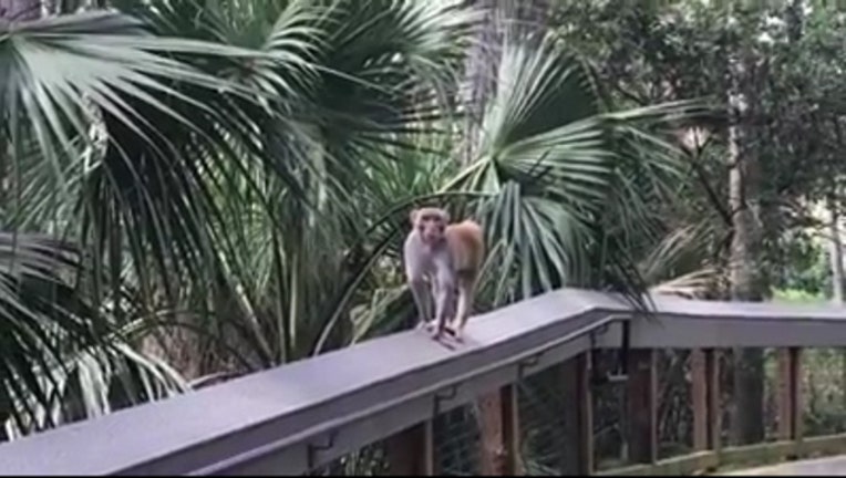 0723488e-monkey-encounter-silver-springs_1550273676847-402429.jpg