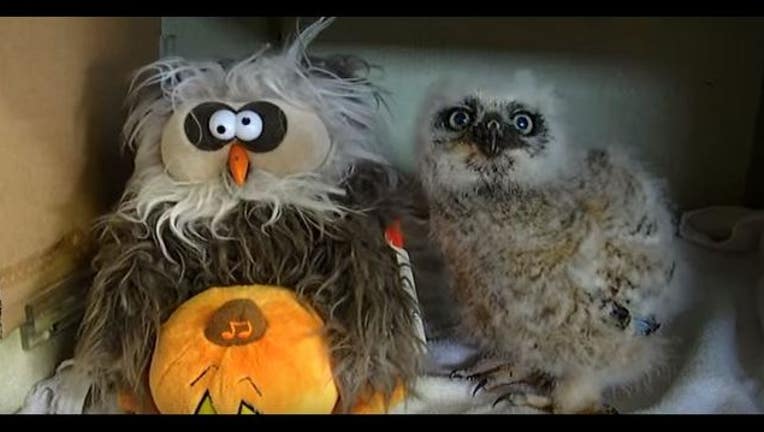 monster mash Owls