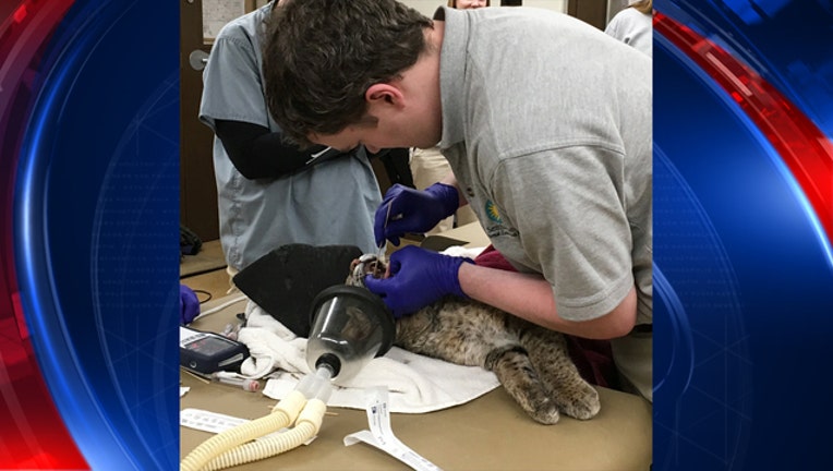 72f02d08-ollie bobcat is ok-401720