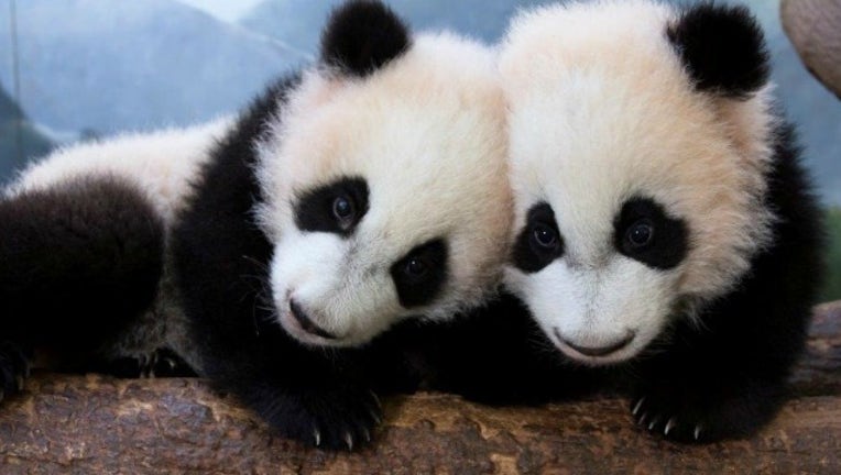 2c0cba3f-panda cubs_1489072999647.jpg