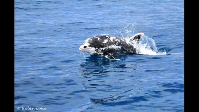 patches_dolphin_1495575899432-405538.JPG