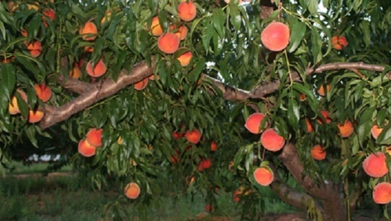 5e01c502-peach tree_1462828432767.jpg