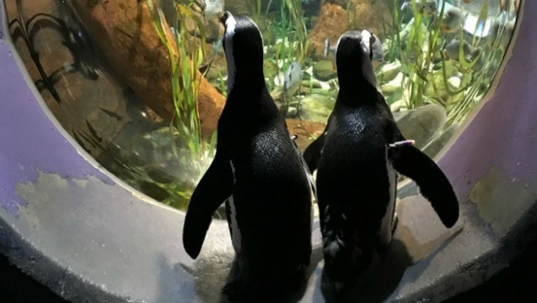 e851a4a8-penguin couple_1518632213356.jpg.jpg
