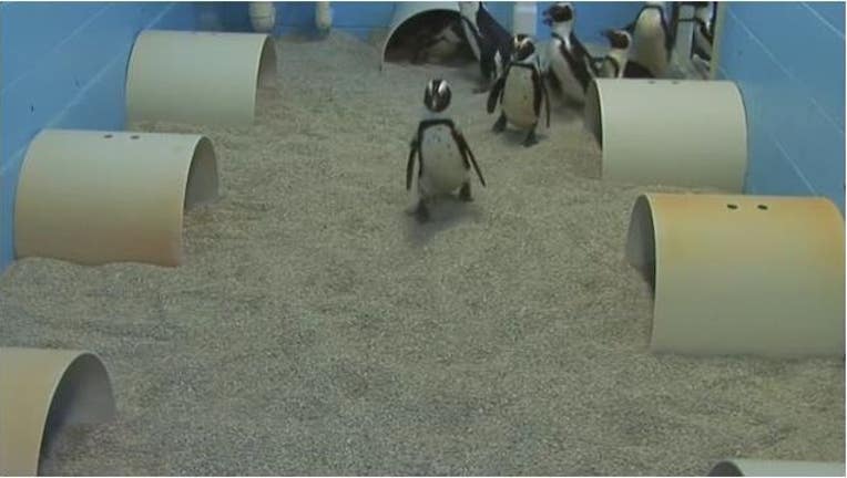 2f1b6e49-penguin_1449172223784-401385.JPG