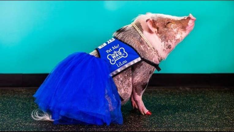 pig 2_1480979543639-407068.JPG