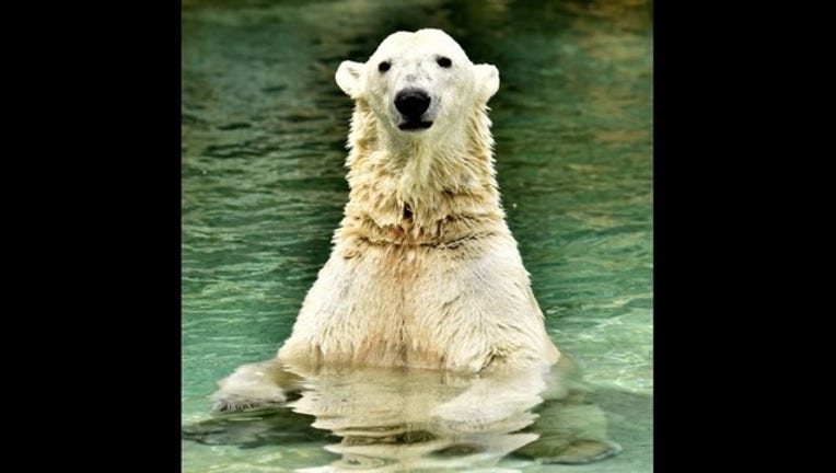 polar-bear-Jeff-McCurry-500x501_1458160421838.jpg