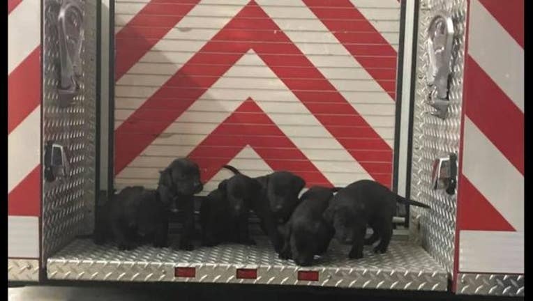 371b8cb6-puppies_new_1544904958795-405538.JPG