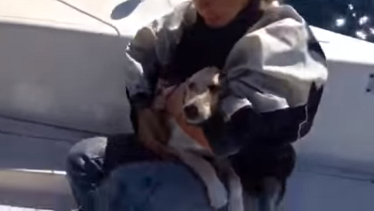 b3098c66-puppy_1446686769573.png