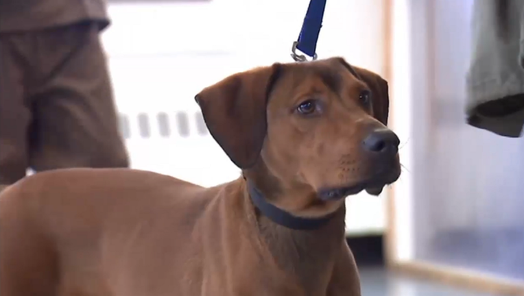 e4a682fc-rikers dogs_1459970127384.png