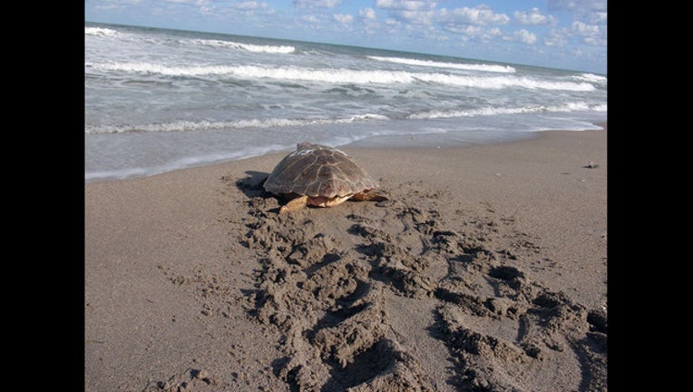 2287b750-sea turtle release_1449694002819-401385-401385.jpg