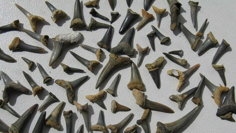 6ef9088c-shark teeth-401720