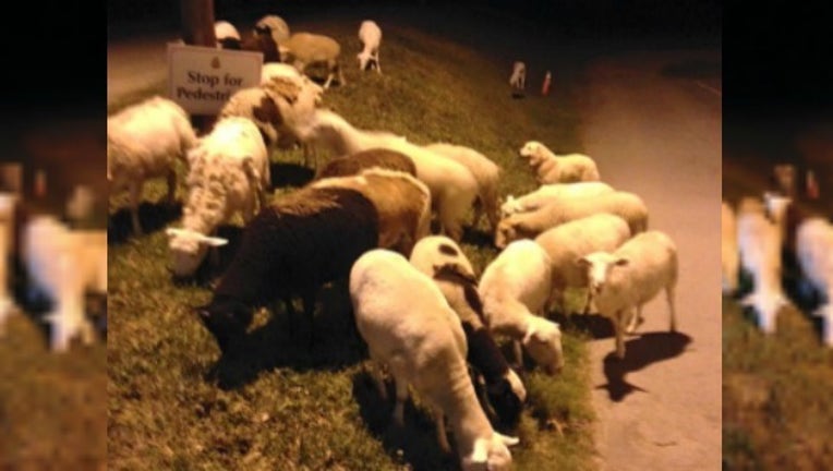 sheep escape in brookhaven_1459344917233.jpg