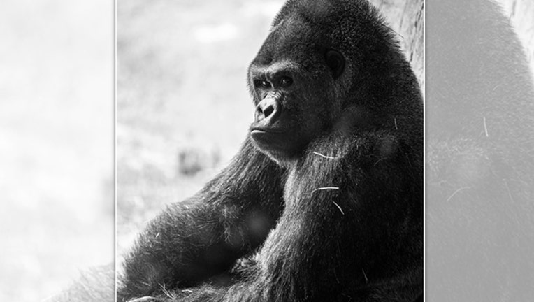 f440f9bc-sim sim busch gardens_1568733863922.jpg-401385.jpg