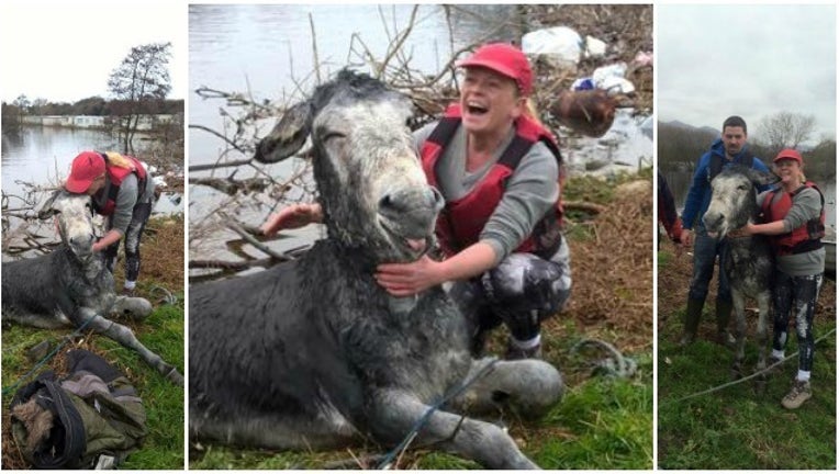 2f07f5b6-smiling donkey photo_1449585523430.jpg