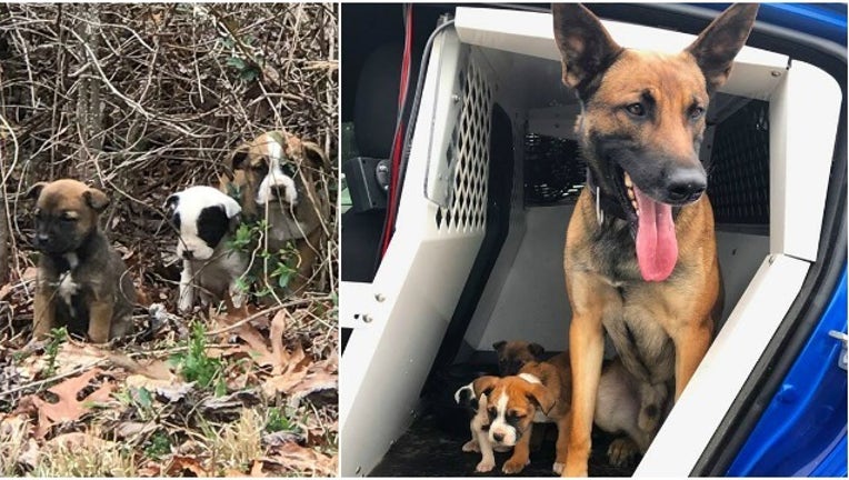 trooper rescues pups_1489496606267.jpg