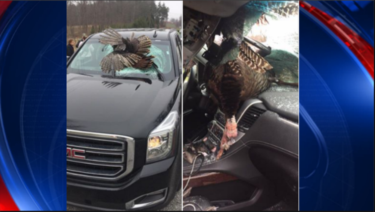 turkey into windshield final_1490796538158.PNG