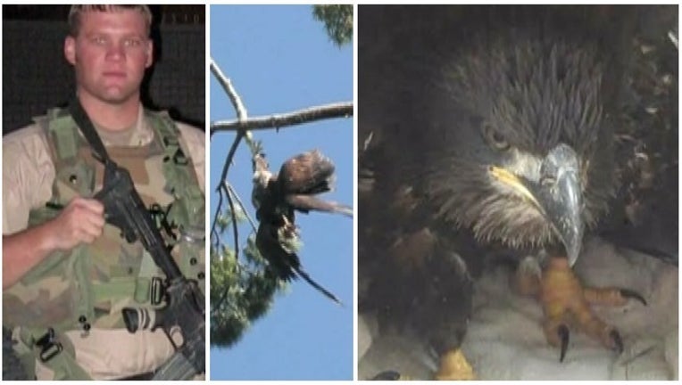 6f7de790-veteran rescues bald eagle_1467726726292.jpg