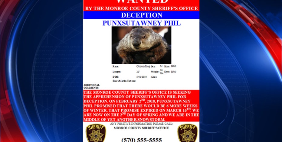 Punxsutawney Phil Wanted By Sheriff S Office For Deception