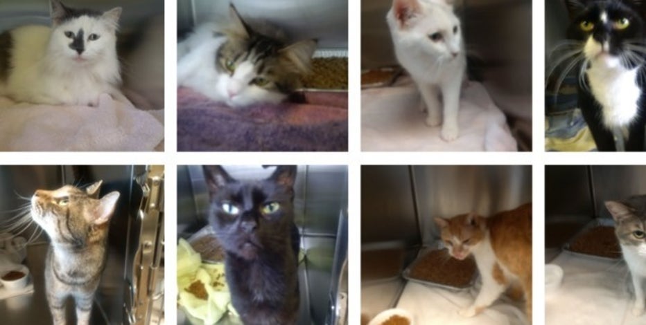 55 Cats In Need Of Homes After Being Surrendered From A Single