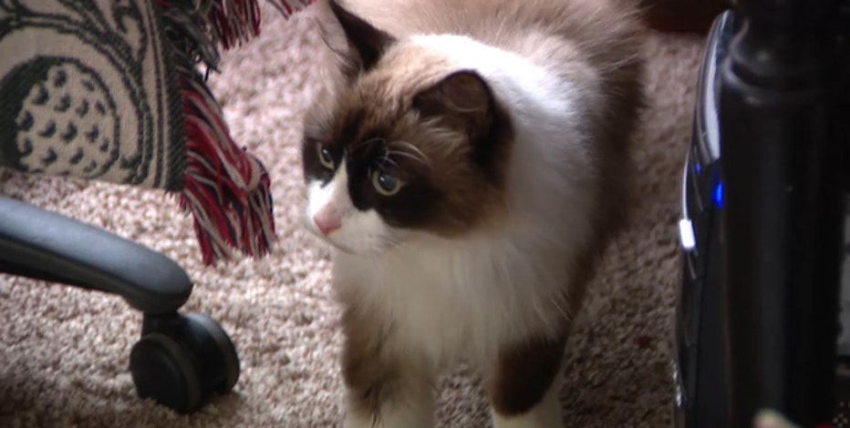 Cat Named Dick Cheney Found After Missing For 14 Months Fox 5