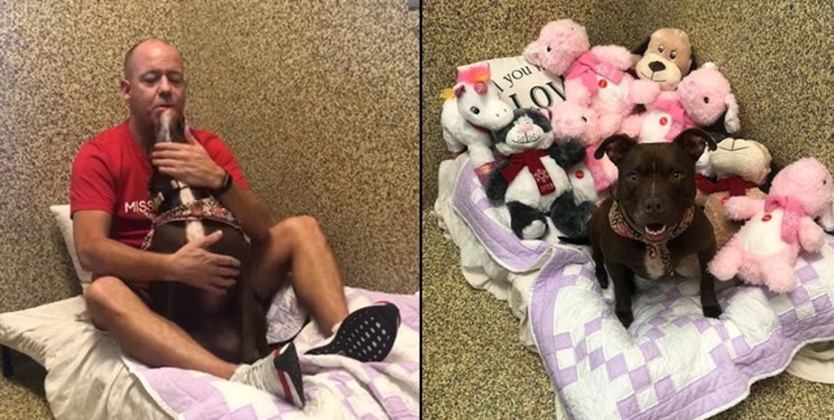 do animal shelters accept stuffed animals