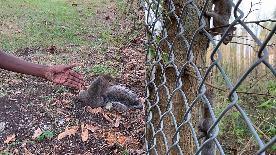 According to the Pulaski Police Department, a woman says she was stopped by a squirrel, who tugged on her leg and led her to help its injured baby.