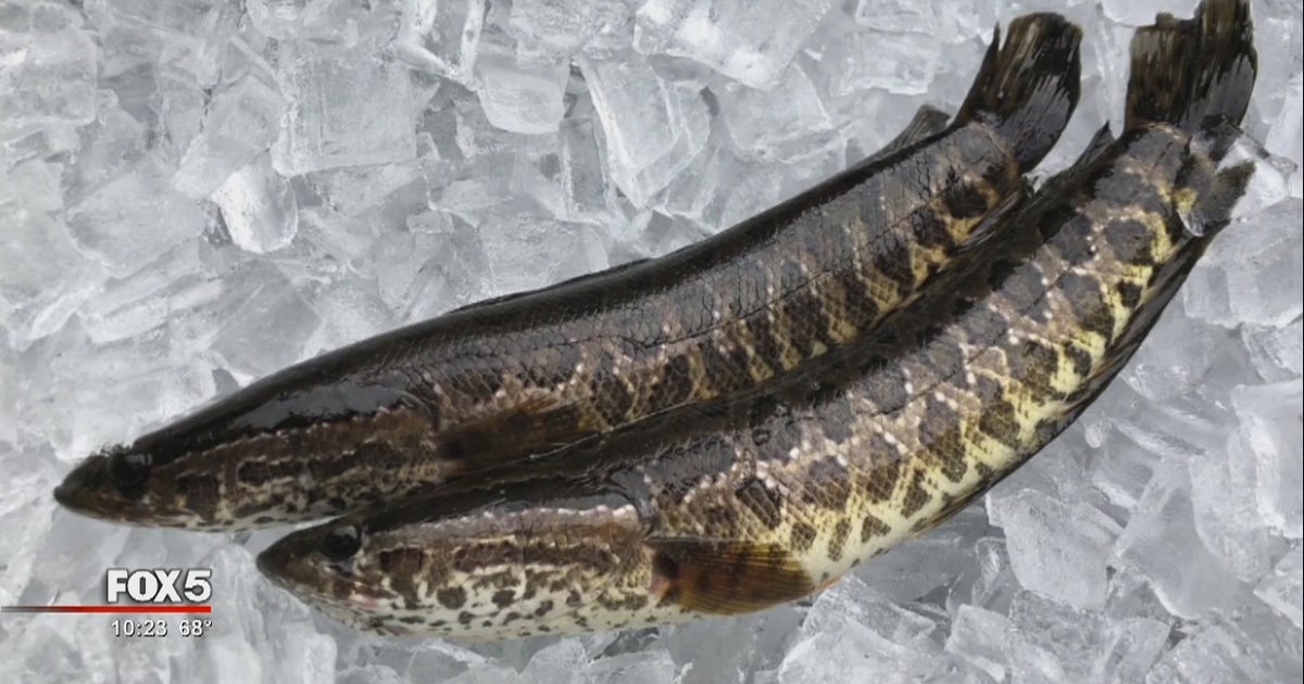 Invasive fish found in Gwinnett County | FOX 5 Atlanta