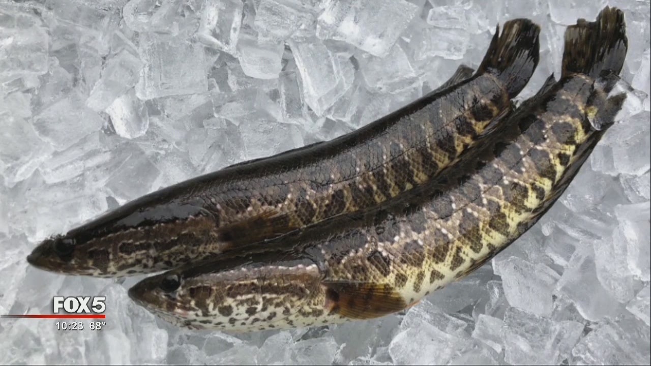 Invasive fish found in Gwinnett County | FOX 5 Atlanta
