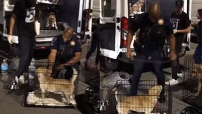 Oklahoma police officers help shelter volunteers walk 120 dogs: 'The help was very appreciated'