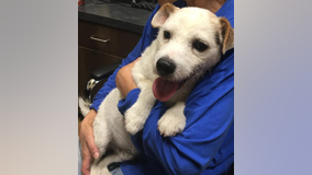 'Over capacity' animal shelter hosts Halloween adoption event