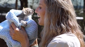 Koala joey makes adorable debut at Australian zoo