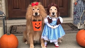 Dogs dressed as Dorothy and the Cowardly Lion from 'The Wizard of Oz' go viral