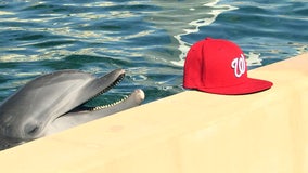 World Series: ‘Nicholas’ the rescued dolphin predicts Nationals win