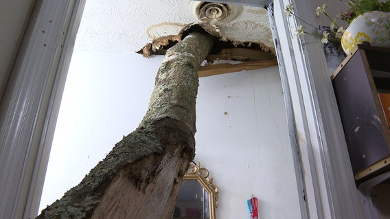 Tree limb crashes through roof of Forest Park couple's home