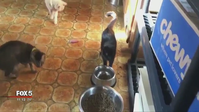 Cobb County cat shelter under investigation for animal cruelty