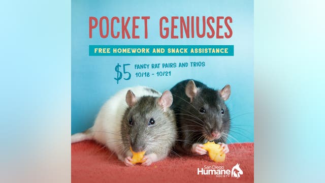 San Diego woman living in van gives up all 300 of her rats