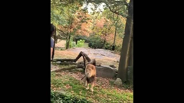 Police want to question woman seen in lion enclosure