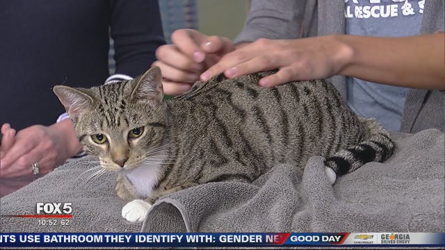 Pet of the Day: Fur Kids Atlanta
