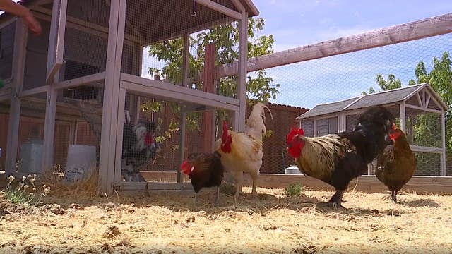 Woman saves chickens with backyard sanctuary
