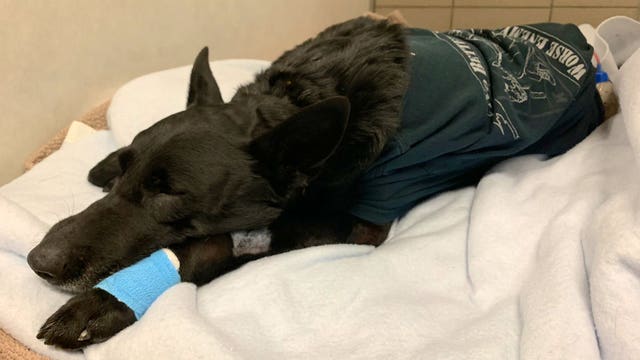 Injured DeKalb County police K-9 recovering after surgery