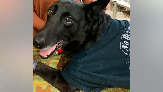 Injured DeKalb County K-9 officer to be released from hospital