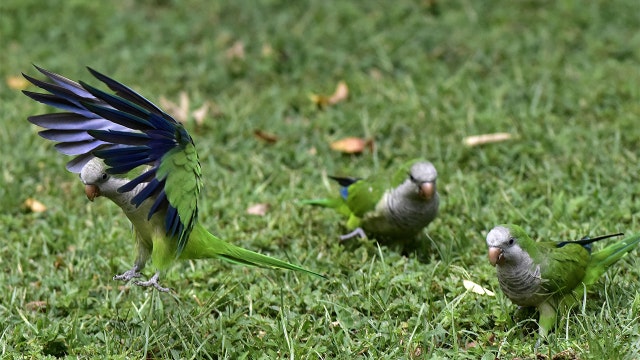 Madrid to cull nearly 12,000 invasive parakeets over threats to environment, public safety
