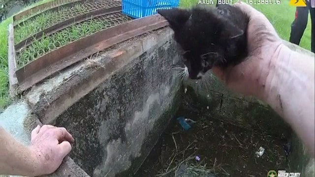Kittens saved from a soggy nightmare