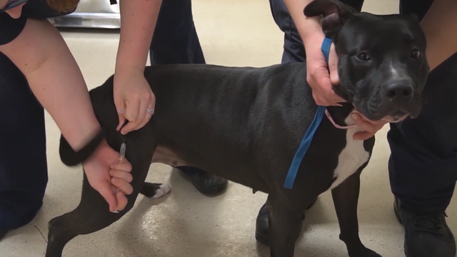 Atlanta-area animal shelters hosting free adoption event